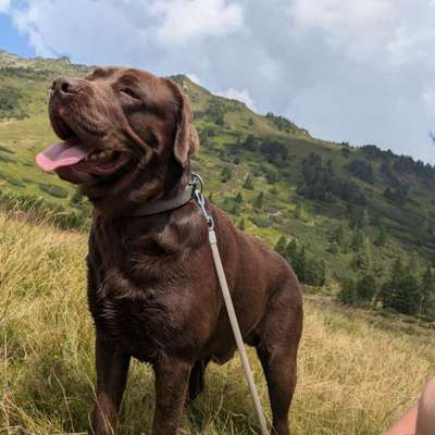 Hundetreffen-Spielen,Treffen zum Spaziergang und Kennenlernen mit Artgenossenen-Bild