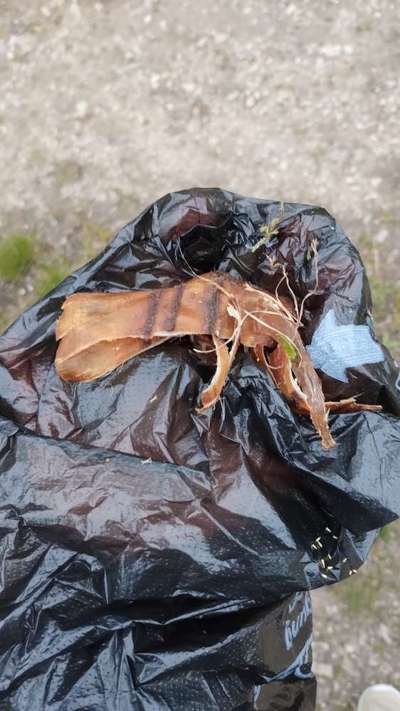 Giftköder-Eventuell Giftköder-Bild