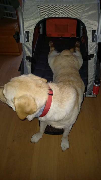 Wenn dein Hund vergisst was er ist...-Beitrag-Bild