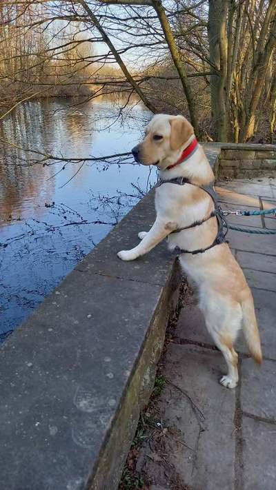 Wenn dein Hund vergisst was er ist...-Beitrag-Bild