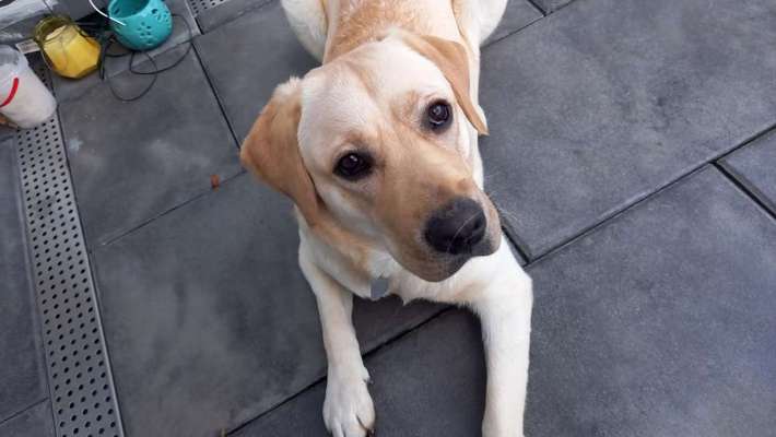 Dogorama Photo Challenge - Be my valentine-Beitrag-Bild