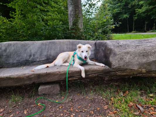 Gibt's hier noch mehr Border Collies???-Beitrag-Bild