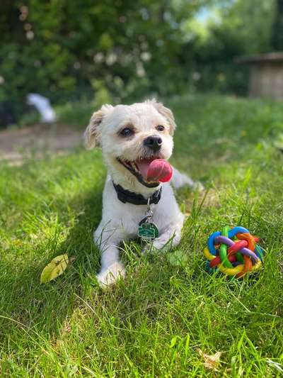 Spitzname(n) Deines Hundes-Beitrag-Bild