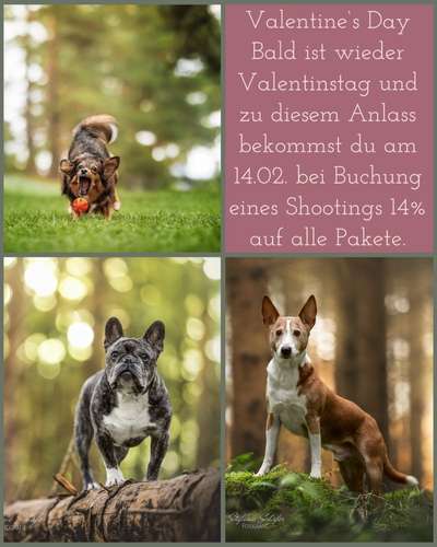 Giftköder-Valentine's Day-Bild