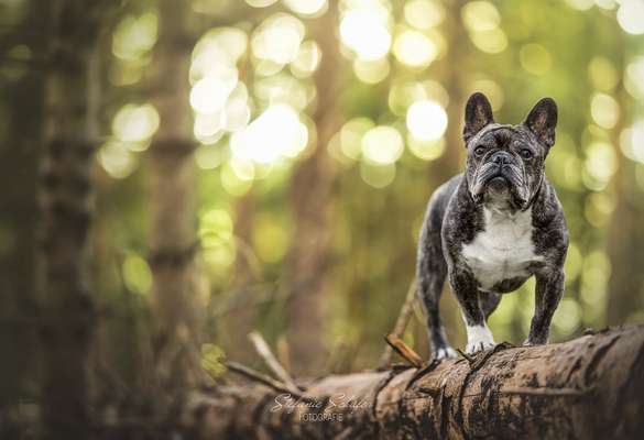 Giftköder-Adventure Dog small-Bild