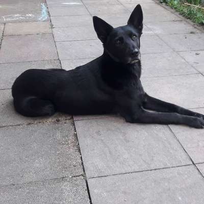 Hundetreffen-Gassi Runde-Profilbild