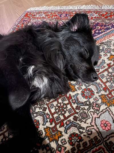 TierschutzhundeStammtisch🐕-Beitrag-Bild