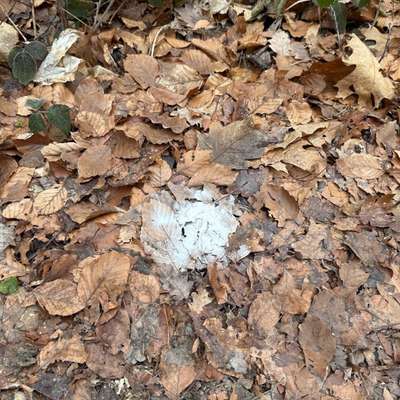 Giftköder-Eventuell Gift !!!-Bild