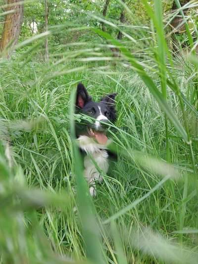 5. Hund im hohen Gras-Beitrag-Bild