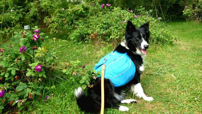 Hunderucksack Mehrtageswanderungen-Beitrag-Bild