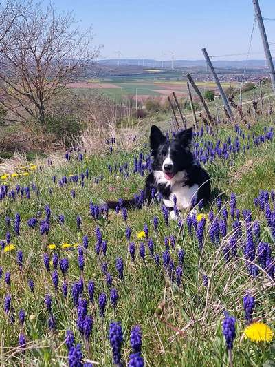 Fotochallenge 78

Es grünt und blüht-Beitrag-Bild