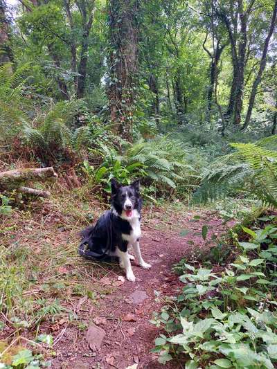 Fähre nach Irland-Beitrag-Bild