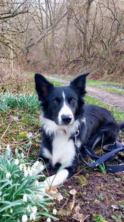 Dogorama Photo Challenge - die ersten Frühjahrsblumen-Beitrag-Bild