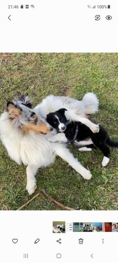 Lieblingsbild von euren Hunden?-Beitrag-Bild