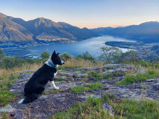 Challenge 41 - Mein Hund im Urlaub-Beitrag-Bild