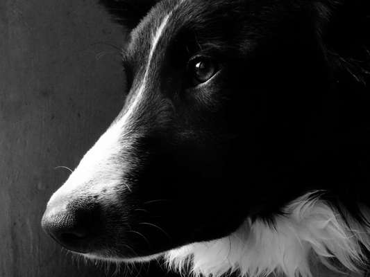 Foto-Challenge 76: Foto in Schwarz-Weiss-Beitrag-Bild