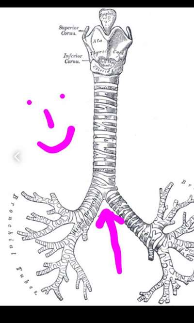 Wie heißt dein Hund?-Beitrag-Bild