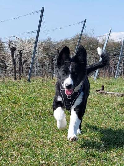 Fotochallenge No. 26                                     Wald und Wiese-Beitrag-Bild