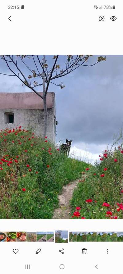 42.Fotochallenge - Eure schönen Momente beim Spaziergang-Beitrag-Bild