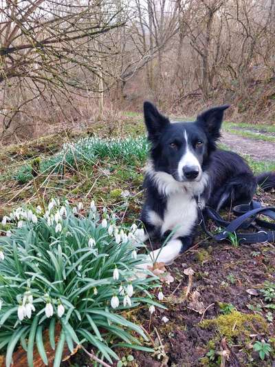 Wie heißt dein Hund?-Beitrag-Bild