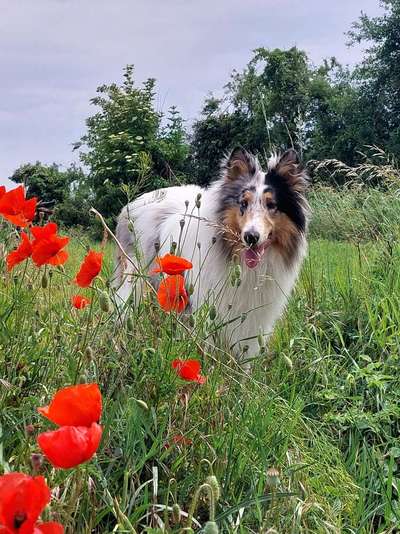 Fotochallenge - fremde Hunde-Beitrag-Bild