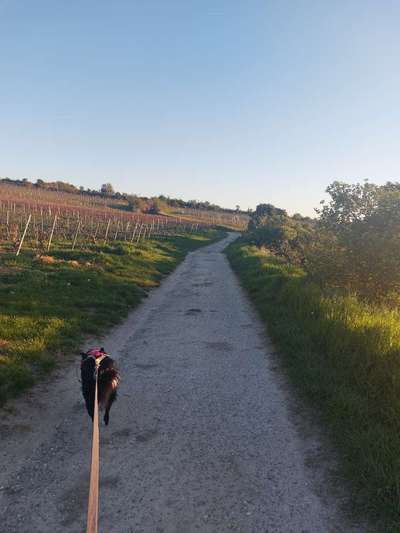 Macht jemand von euch 
Canicross?-Beitrag-Bild