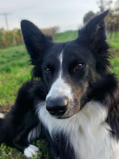 Dogorama Photo Challenge - Portrait-Beitrag-Bild