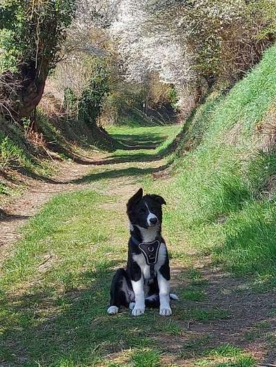 Dogorama Photo Challenge - Der Frühling kommt-Beitrag-Bild