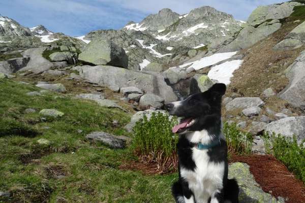 Die Dogorama Wochen Challenge: “Dein Hund im Urlaub”-Beitrag-Bild