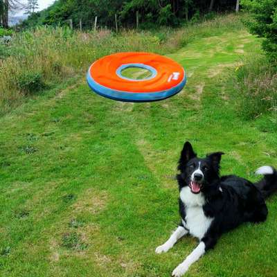 Dogorama Photo Challenge - Spielgesicht-Beitrag-Bild