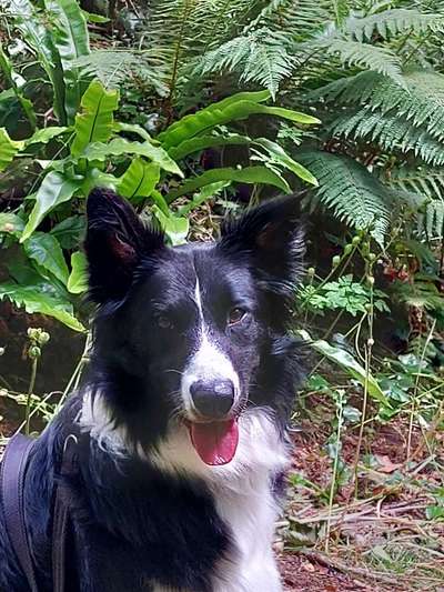 Fähre nach Irland-Beitrag-Bild