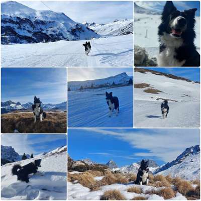 24. Collage-Challenge  *Hund im Schnee*-Beitrag-Bild