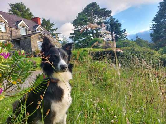 Fähre nach Irland-Beitrag-Bild