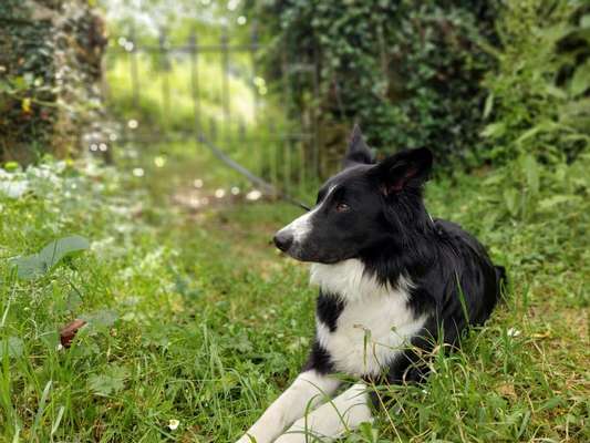 Dogorama Photo Challenge - Schattiges Plätzchen-Beitrag-Bild