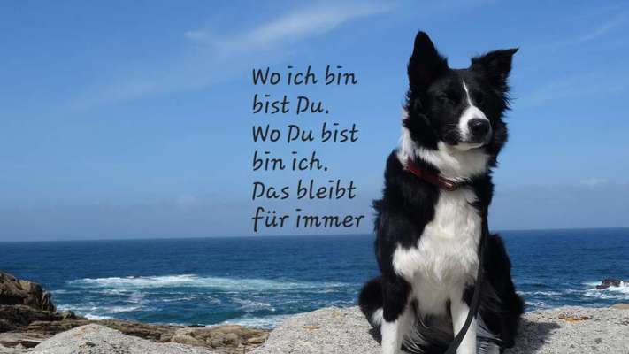 Fotowettbewerb "Liebeserklärung an deinen Hund!"-Beitrag-Bild