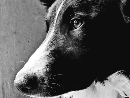 150. Foto Challaenge:  Die Augen, der Spiegel der Seele-Beitrag-Bild