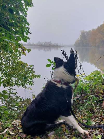 Fotochallenge Nr 55  -  Hund im November--Beitrag-Bild