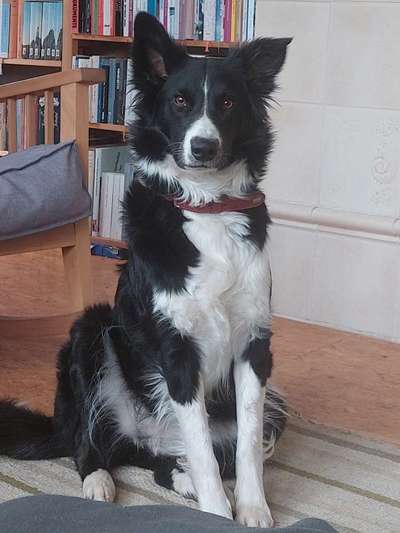 Gibt's hier noch mehr Border Collies???-Beitrag-Bild