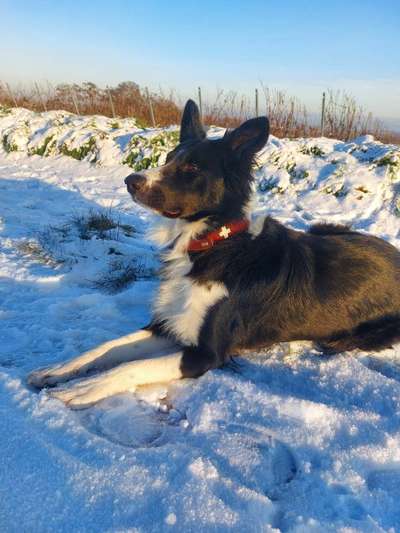 Foto Challenge Nr.: 114
Hunde im Schnee-Beitrag-Bild