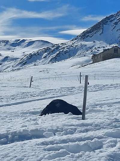 143. Fotochallenge: Ja, wo isser denn?-Beitrag-Bild