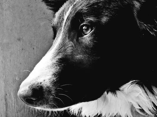 3. Farben/Fotochallenge: Schwarz/Weiß-Beitrag-Bild