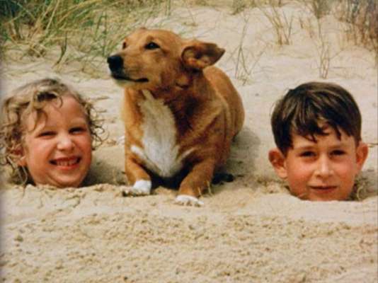 Hunde Memes-Beitrag-Bild