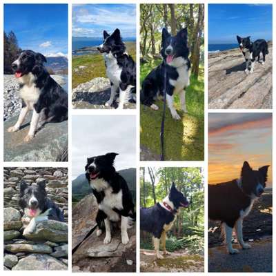 31. Collagen Challenge - Bänke/ Steine /Baumstümpfe-Beitrag-Bild