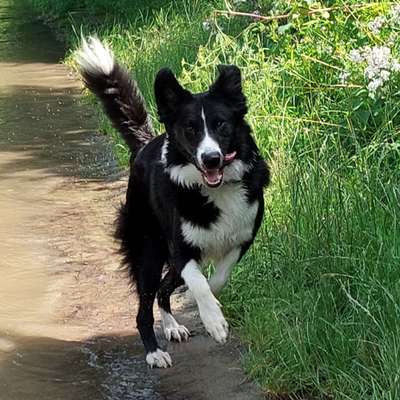 Fotochallenge 66 ~ Rennaction -Zeig deinen Hund im Lauf-Beitrag-Bild