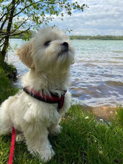 Dogorama-Monats-Challenge-Mai "Wasser"-Beitrag-Bild