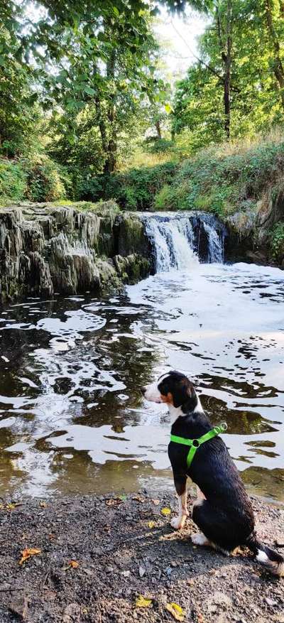 Dogorama-Monats-Challenge-Mai "Wasser"-Beitrag-Bild