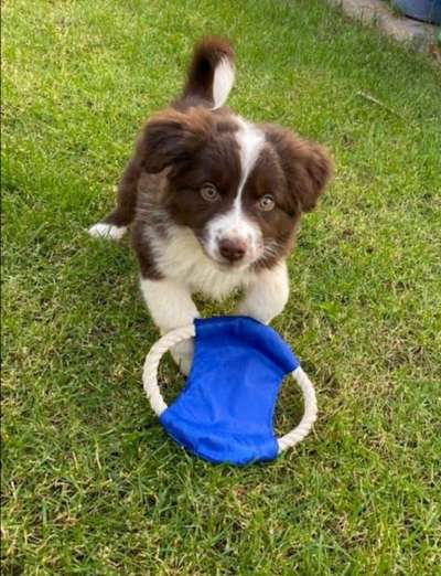 Dogorama Photo Challenge - Brücken-Beitrag-Bild