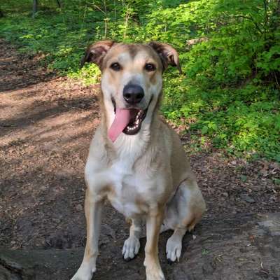 Hundetreffen-Gemeinsame Spaziergänge-Bild