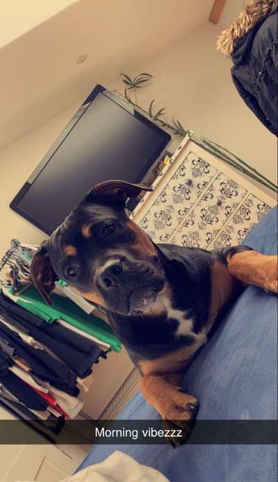 Rottweiler/-Mischlinge-Beitrag-Bild
