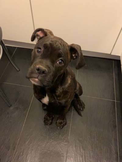 Deutsche Doggen Welpen-Beitrag-Bild